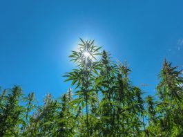 pot stocks guide