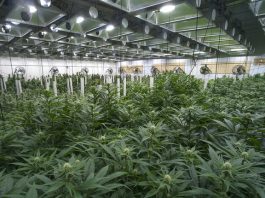 cannabis stocks