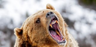 inverted yield curves